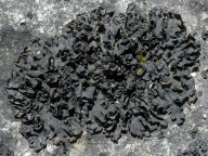 Collema fuscovirens