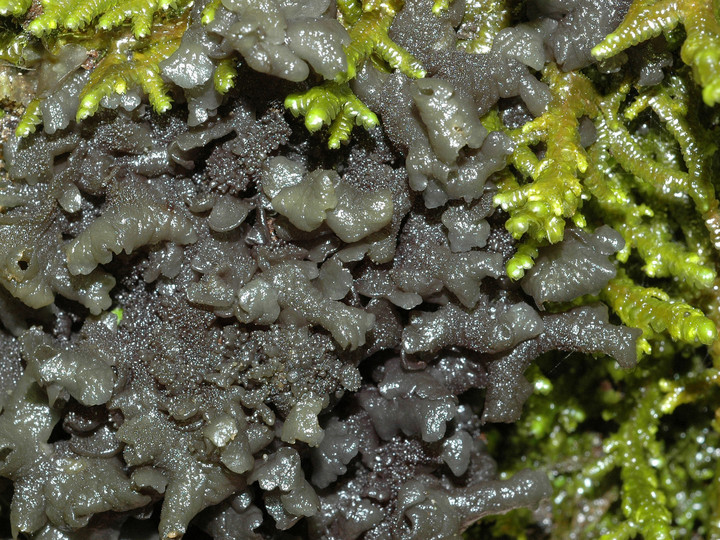 Collema subflaccidum