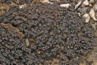 Collema polycarpon