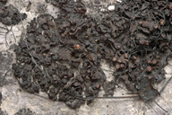 Collema polycarpon