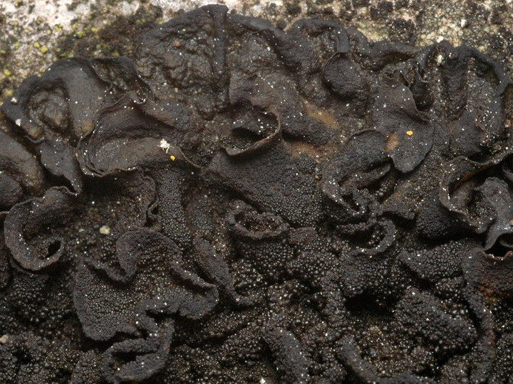 Collema fuscovirens