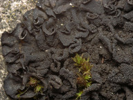 Collema fuscovirens