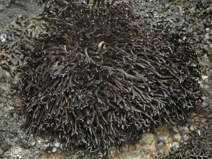 Cornicularia normoerica