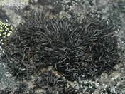 Cornicularia normoerica