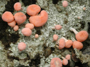 Dibaeis baeomyces