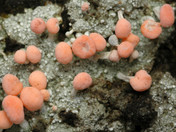 Dibaeis baeomyces