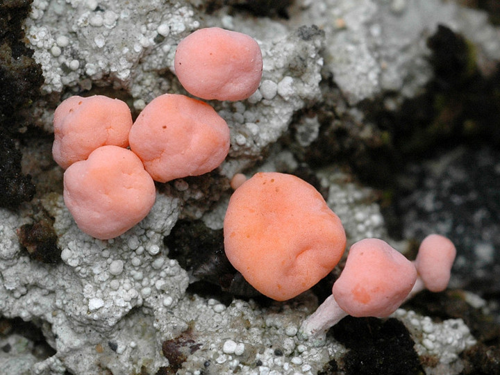 Dibaeis baeomyces