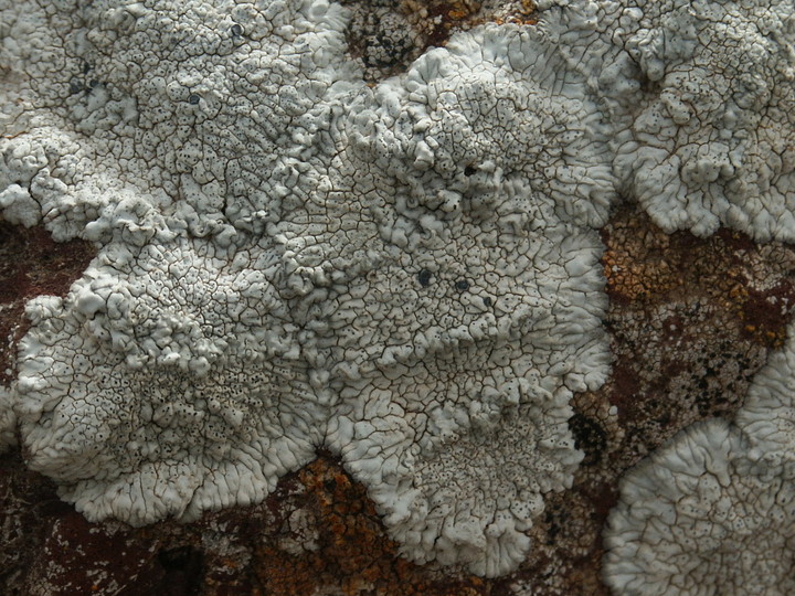 Diploicia subcanescens