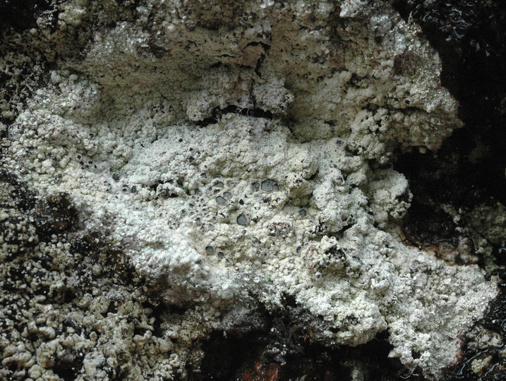 Diploschistes gypsaceus