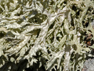 Evernia prunastri