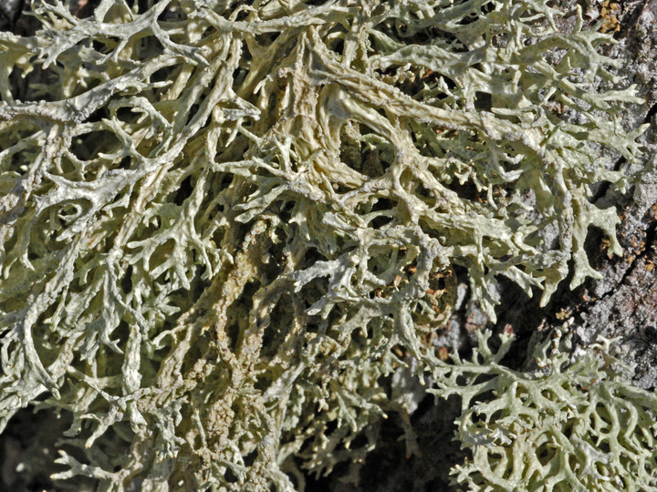 Evernia prunastri