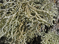 Evernia prunastri