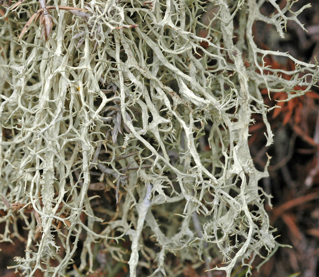 Evernia divaricata