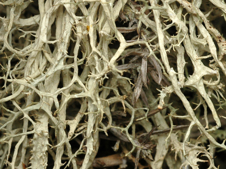 Evernia divaricata