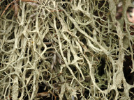 Evernia divaricata