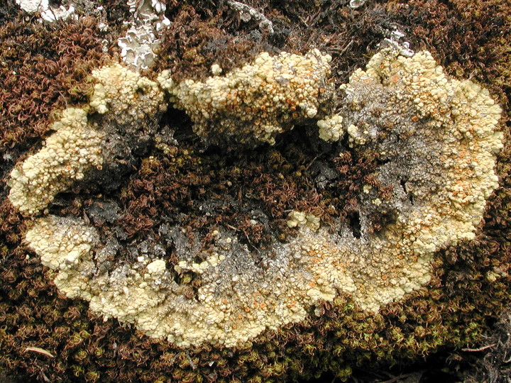 Fulgensia bracteata