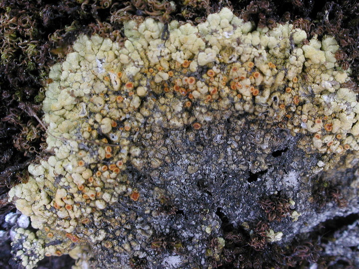 Fulgensia bracteata