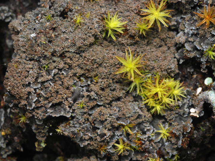 Fuscopannaria mediterranea