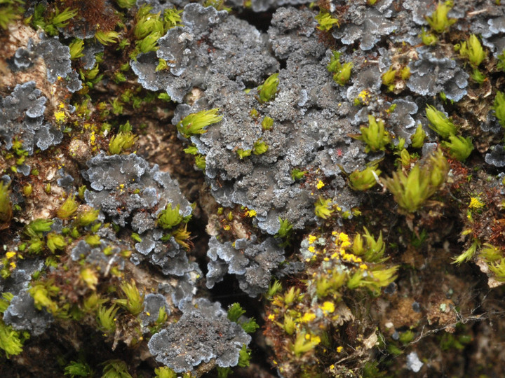 Fuscopannaria mediterranea