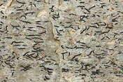 Graphis scripta