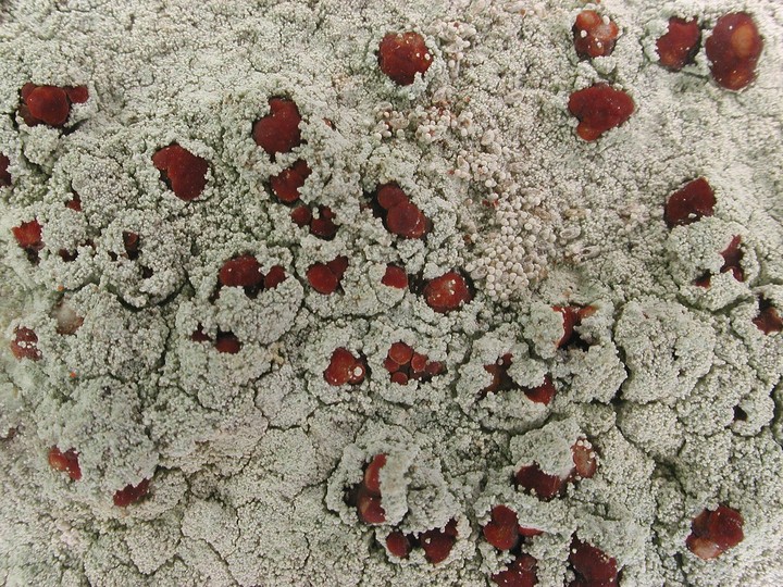 Haematomma ochroleucum