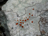 Haematomma ochroleucum