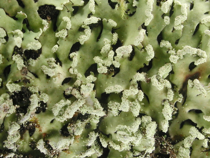 Heterodermia speciosa