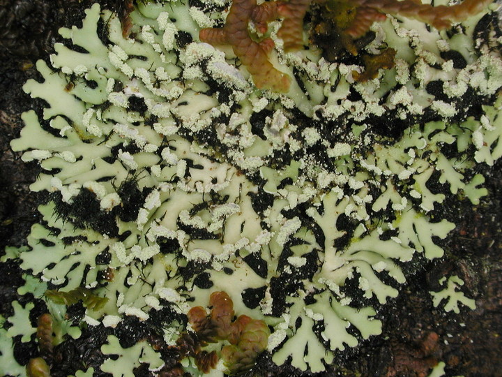 Heterodermia speciosa