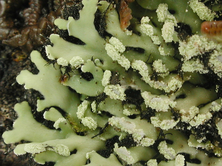 Heterodermia speciosa