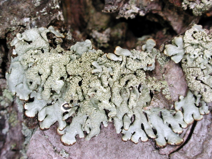 Hypogymnia farinacea