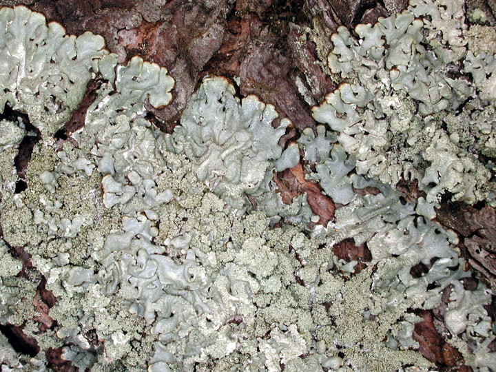 Hypogymnia farinacea