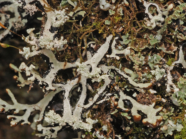 Hypogymnia vittata