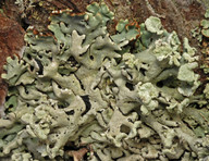 Hypogymnia physodes