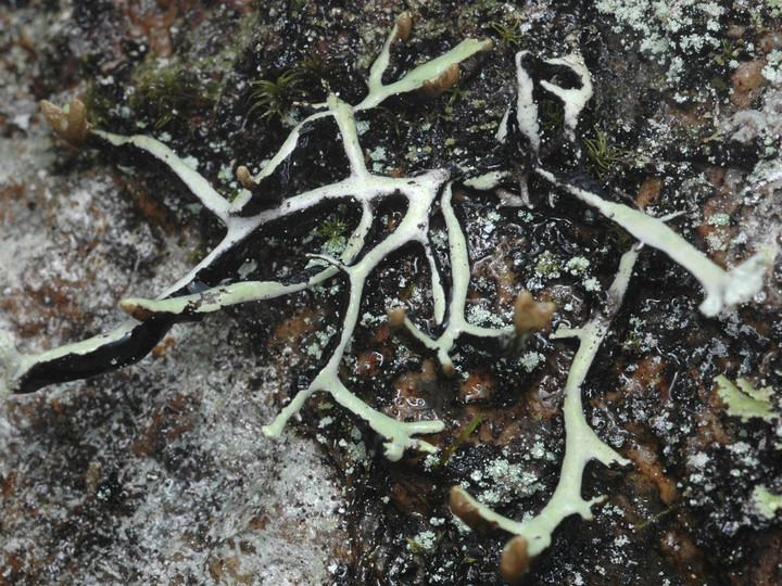 Hypogymnia vittata