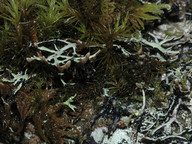 Hypogymnia vittata