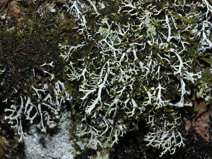 Hypogymnia vittata