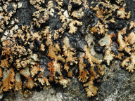 Hypogymnia austerodes