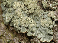 Hypogymnia farinacea