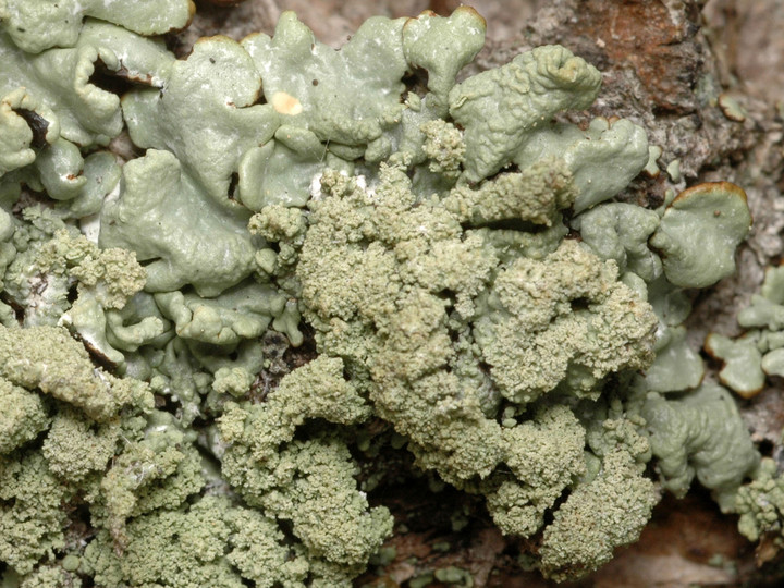 Hypogymnia farinacea