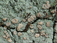 Icmadophila ericetorum