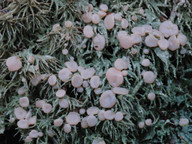 Icmadophila ericetorum