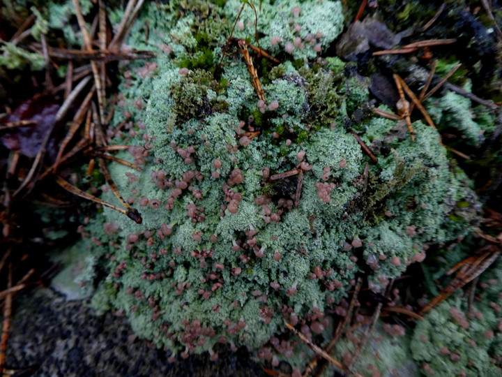 Icmadophila ericetorum