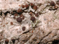 Lecania naegelii