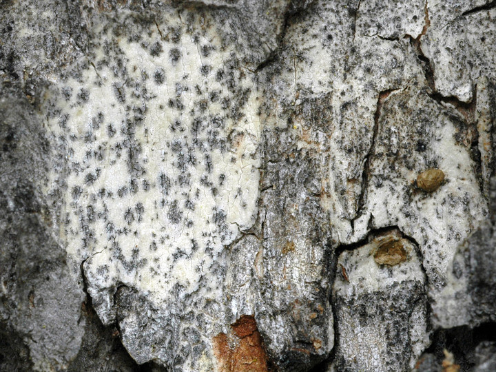 Lecanographa amylacea