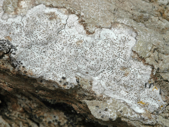 Lecanographa amylacea