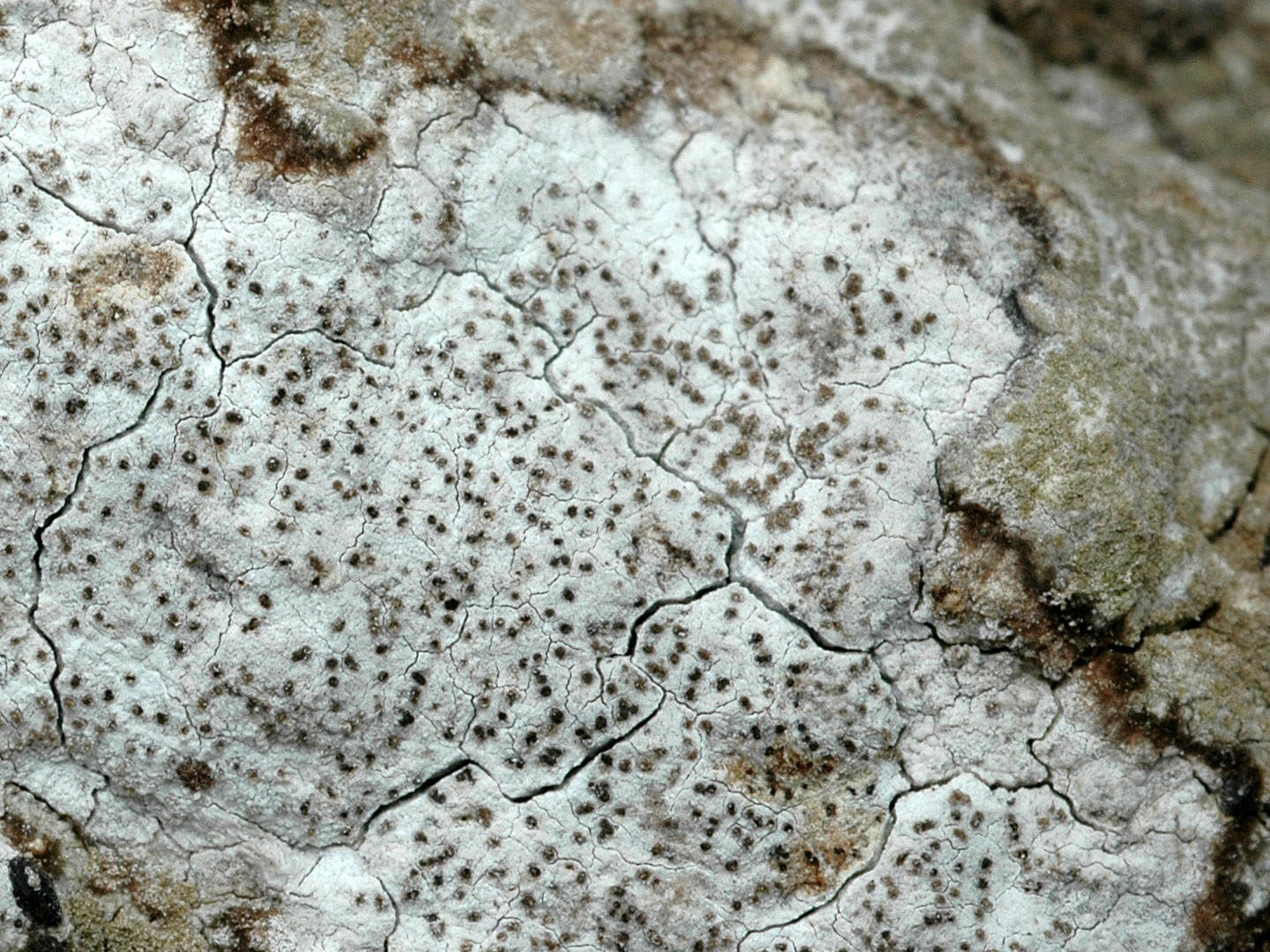 Lecanographa amylacea