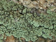 Lecanora intricata