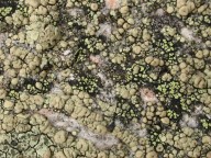 Lecanora polytropa