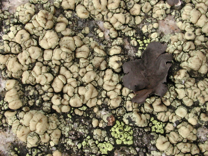 Lecanora polytropa