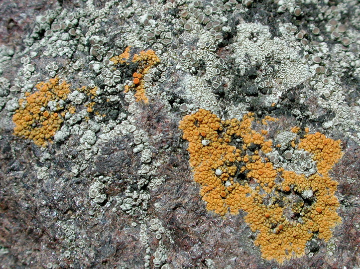 Lecanora actophila